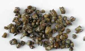  magic truffles 